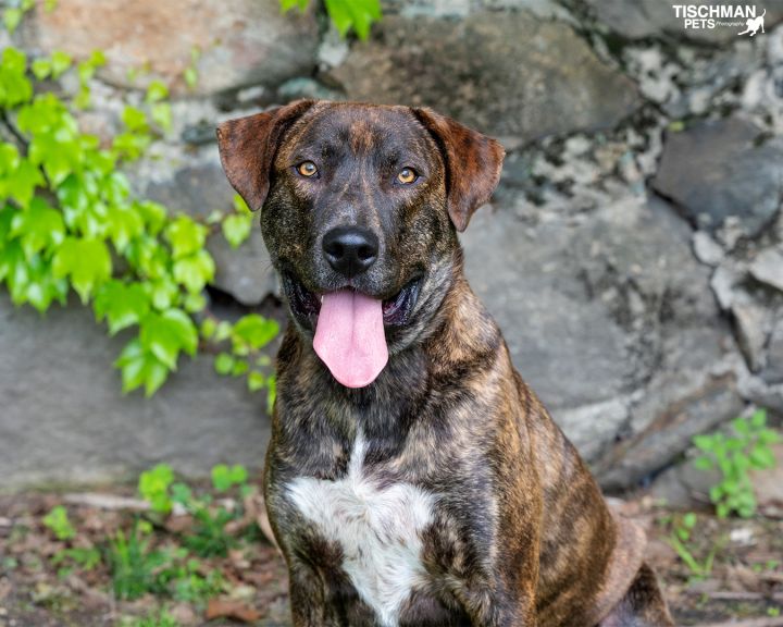 are retriever labrador mix brindle dogs