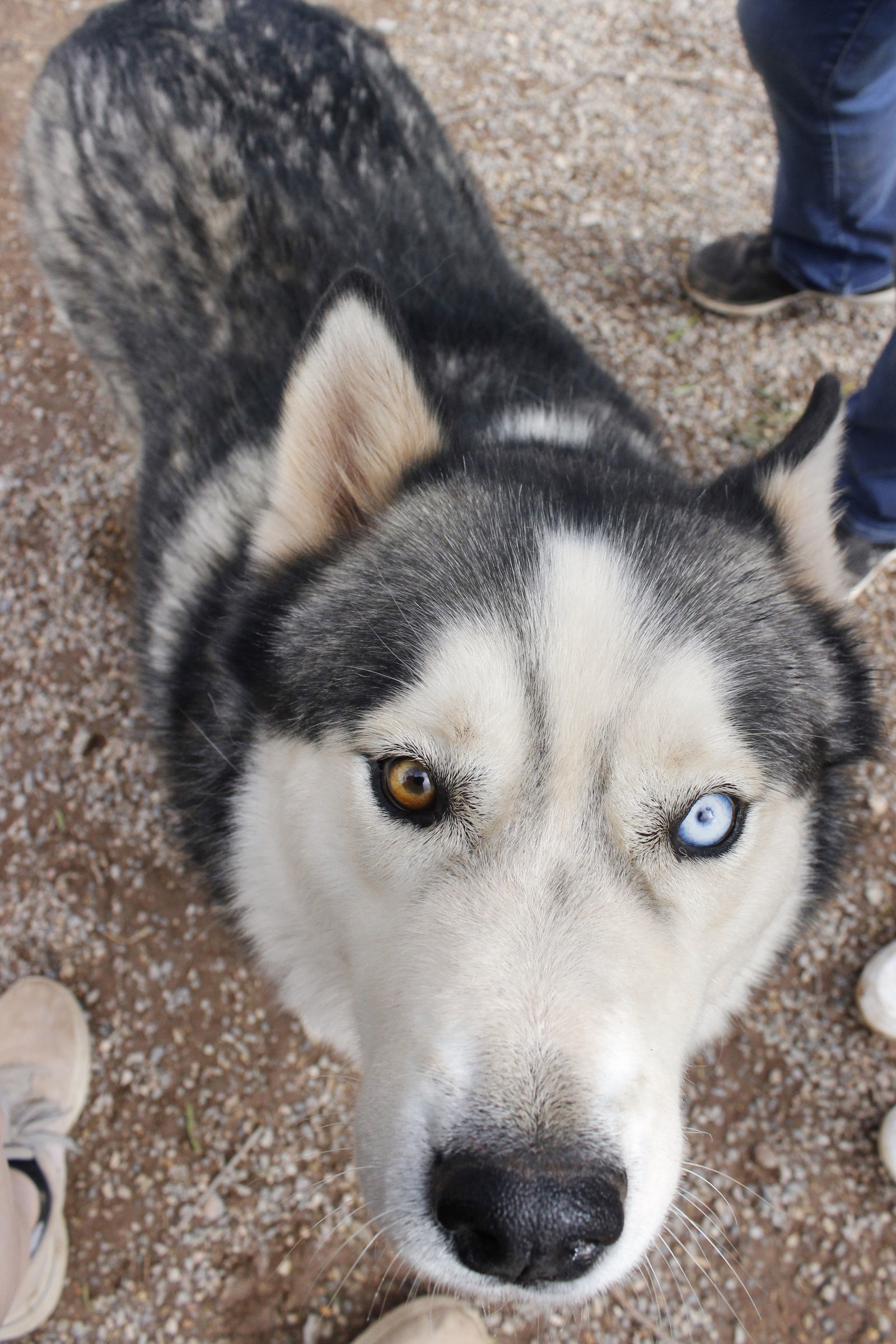 Timber, an adoptable Siberian Husky in Cedar Crest, NM, 87008 | Photo Image 2