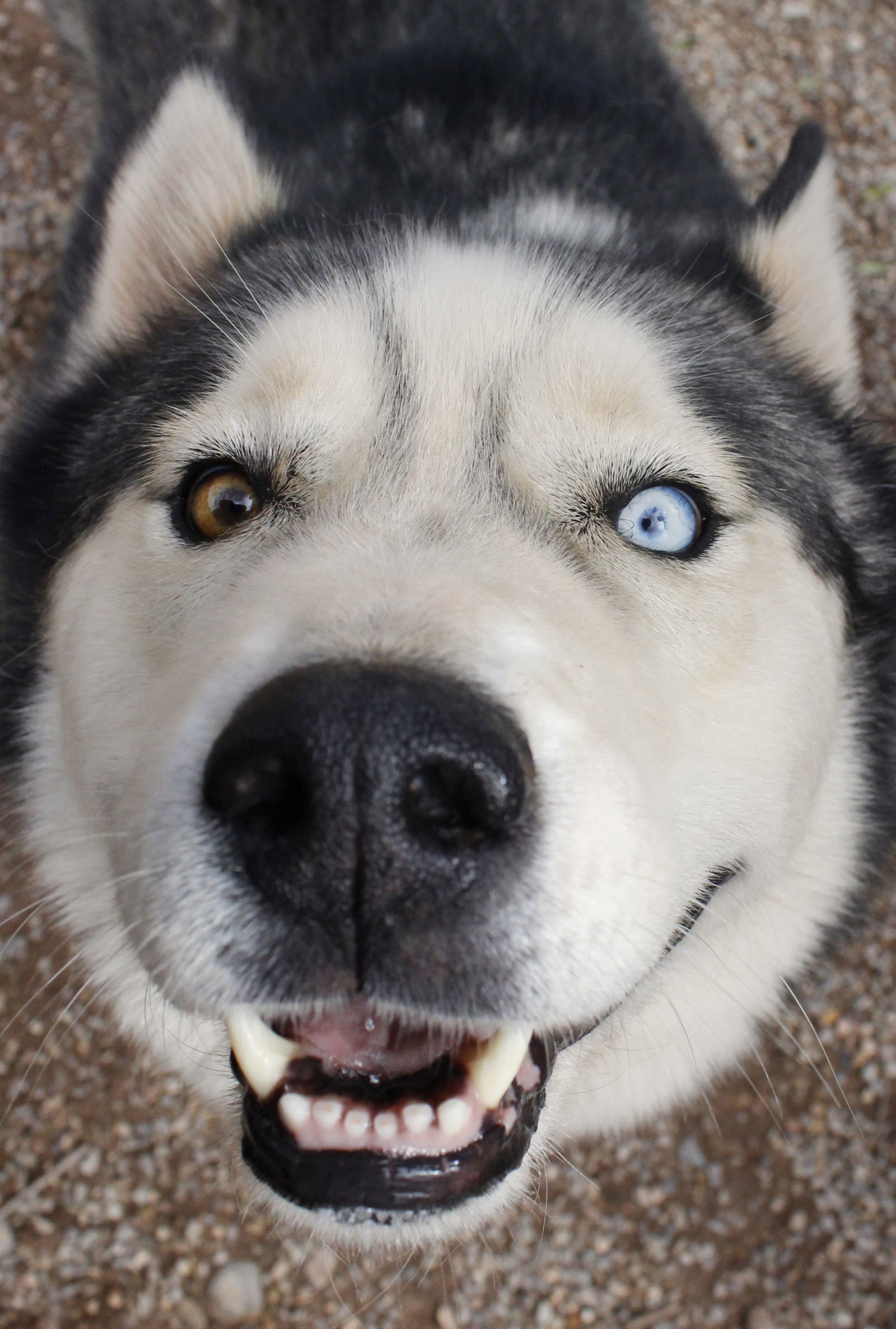 Timber, an adoptable Siberian Husky in Cedar Crest, NM, 87008 | Photo Image 2