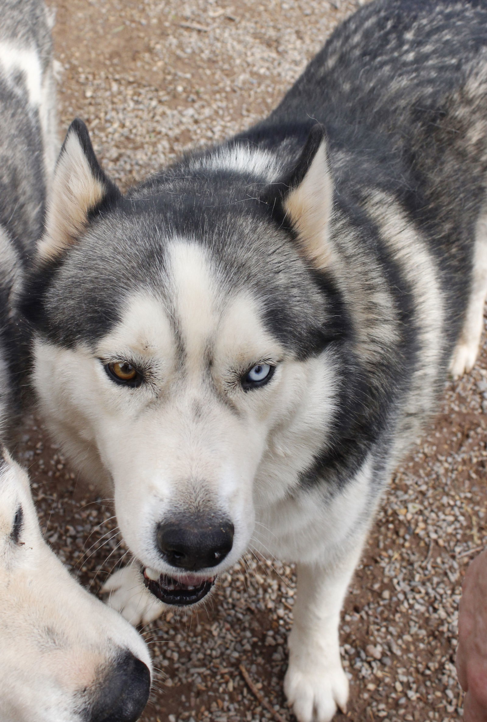 Timber, an adoptable Siberian Husky in Cedar Crest, NM, 87008 | Photo Image 3