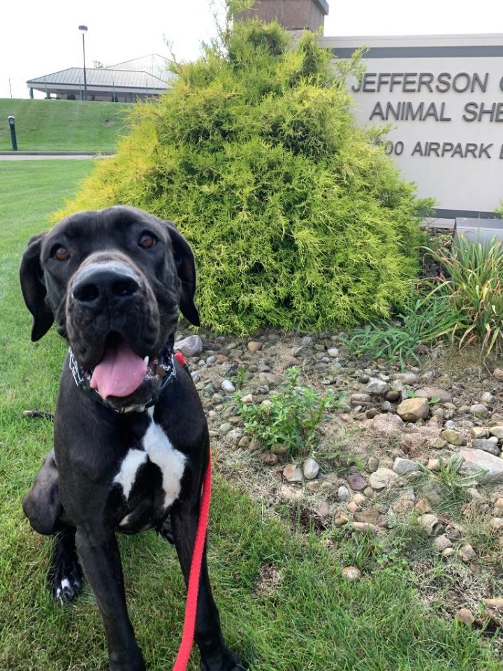 LINCOLN, an adoptable Great Dane in Wintersville, OH_image-1