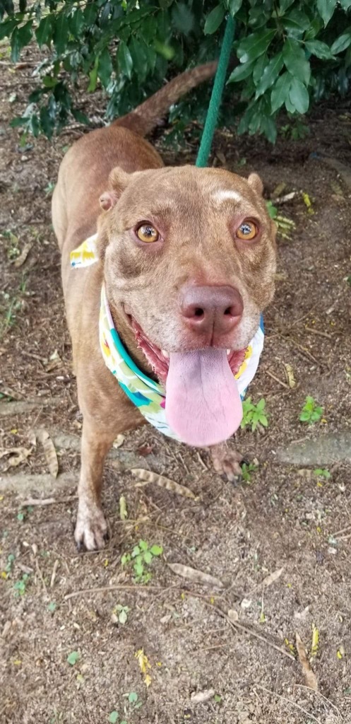 Judy / Ruby, an adoptable Labrador Retriever, Plott Hound in Darlington, SC, 29532 | Photo Image 2