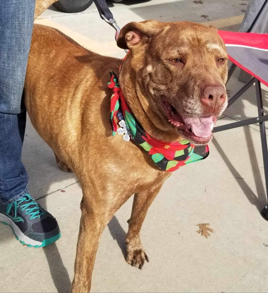 Judy / Ruby, an adoptable Labrador Retriever, Plott Hound in Darlington, SC, 29532 | Photo Image 2