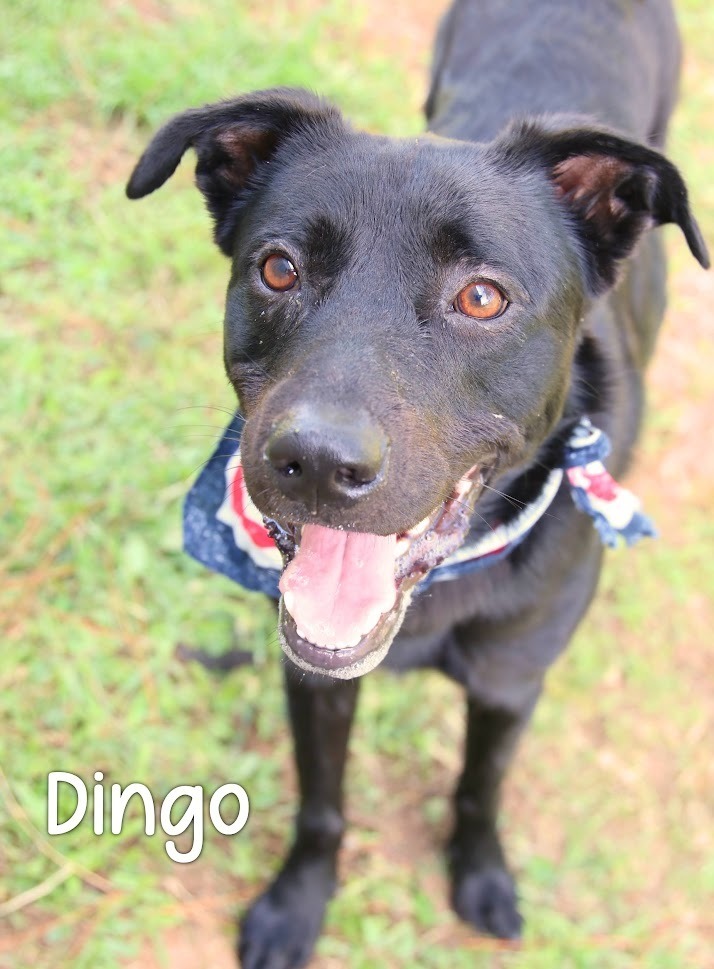 Dingo