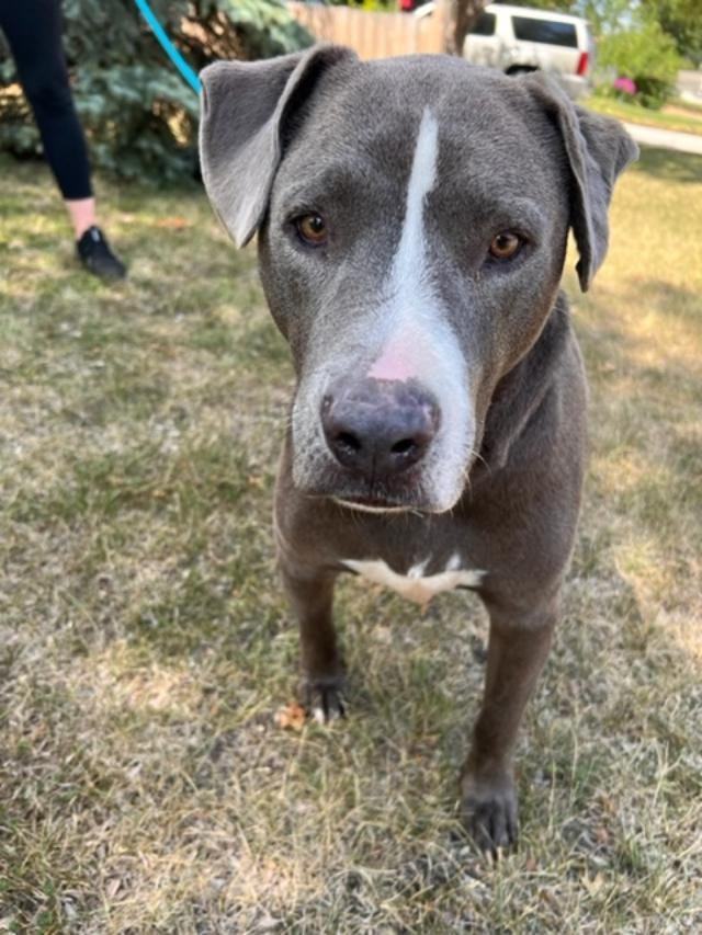 Dog for adoption - Bruno, a Pit Bull Terrier in Minneapolis, MN | Petfinder