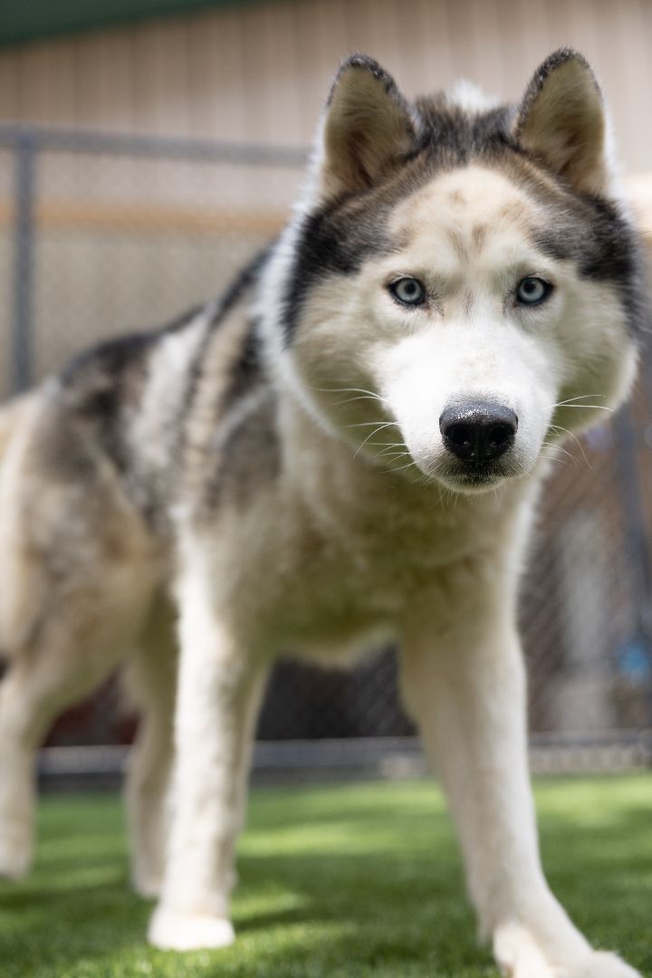 Buddy, an adoptable Siberian Husky in Naperville, IL_image-1