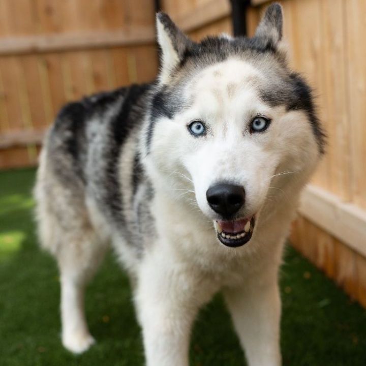 Buddy, an adoptable Siberian Husky in Naperville, IL_image-2