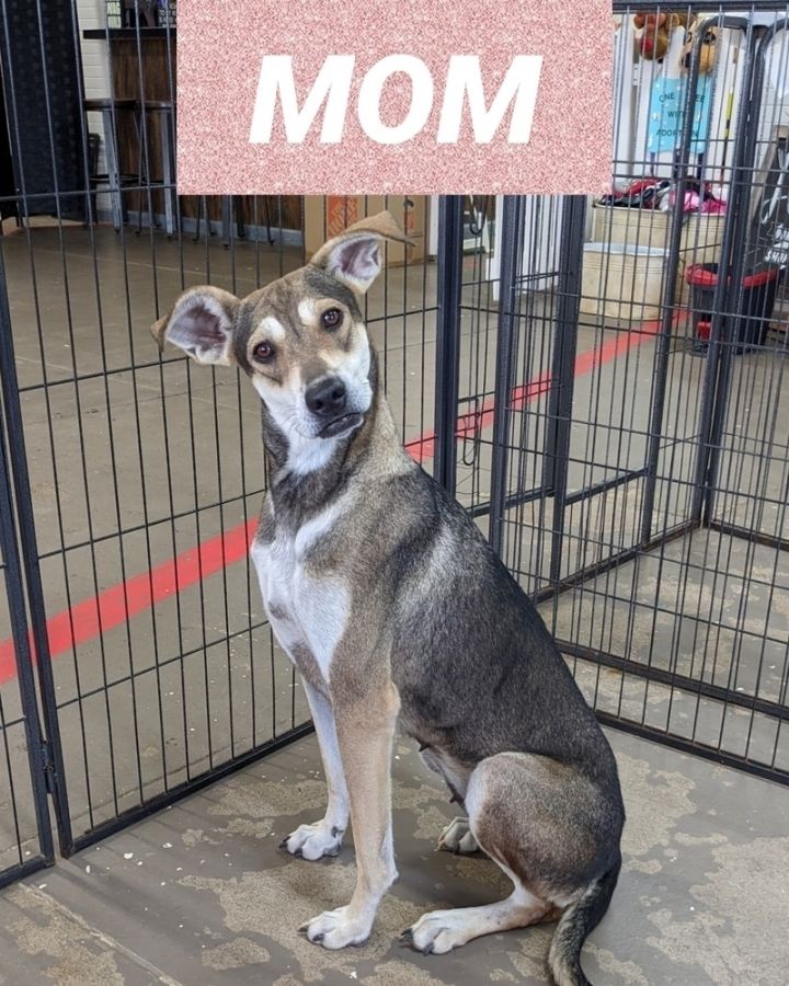 Dog for adoption - JAK, a Labrador Retriever Mix in Mesa, AZ | Petfinder