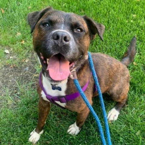 Amadio, an adoptable Boxer, Terrier in St. Louis, MO, 63103 | Photo Image 1