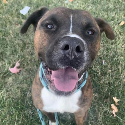 Amadio, an adoptable Boxer, Terrier in St. Louis, MO, 63103 | Photo Image 1