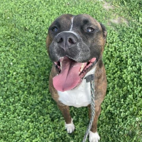 Amadio, an adoptable Boxer, Terrier in St. Louis, MO, 63103 | Photo Image 2