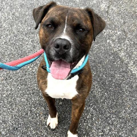 Amadio, an adoptable Boxer, Terrier in St. Louis, MO, 63103 | Photo Image 3