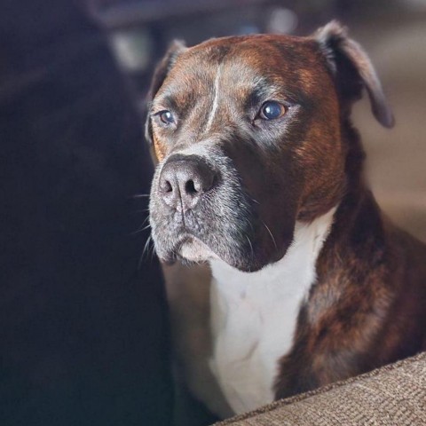 Amadio, an adoptable Boxer, Terrier in St. Louis, MO, 63103 | Photo Image 4