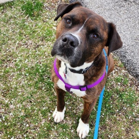 Amadio, an adoptable Boxer, Terrier in St. Louis, MO, 63103 | Photo Image 5