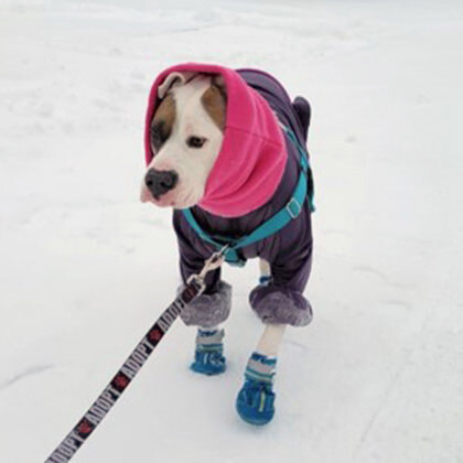 Baily, an adoptable Mixed Breed in Lansing, MI_image-4
