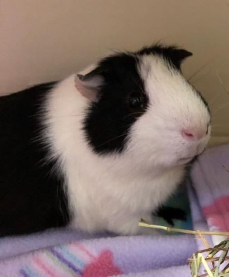 Tux, an adopted Guinea Pig in Franklin, IN_image-4
