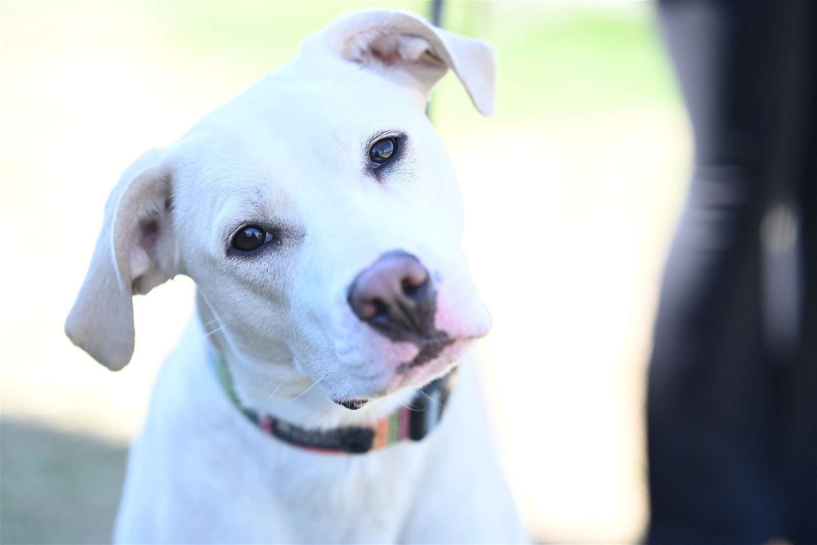 Brie, an adoptable Labrador Retriever in Johnson City, TN, 37602 | Photo Image 1