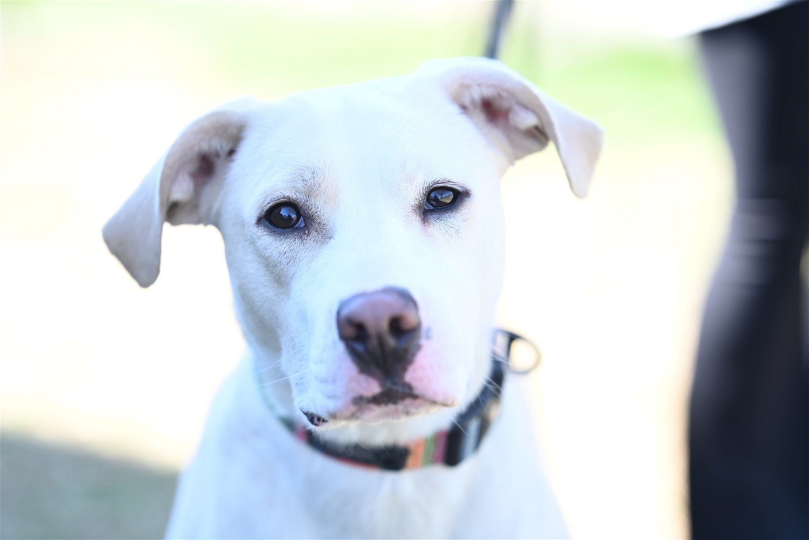 Brie, an adoptable Labrador Retriever in Johnson City, TN, 37602 | Photo Image 2