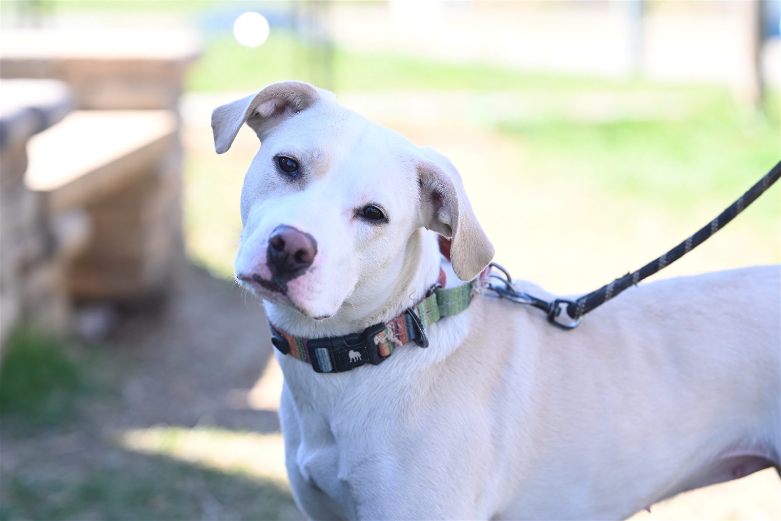 Brie, an adoptable Labrador Retriever in Johnson City, TN, 37602 | Photo Image 3