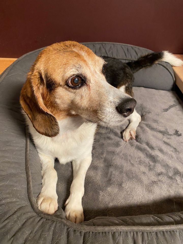 Bella, an adopted Beagle in Shawnee, KS_image-4