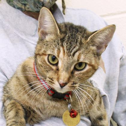Prisca, an adopted Domestic Short Hair Mix in Lansing, MI_image-1