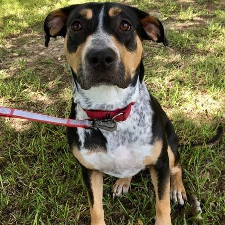 Strudel, an adoptable Hound & Terrier Mix in Carencro, LA_image-1