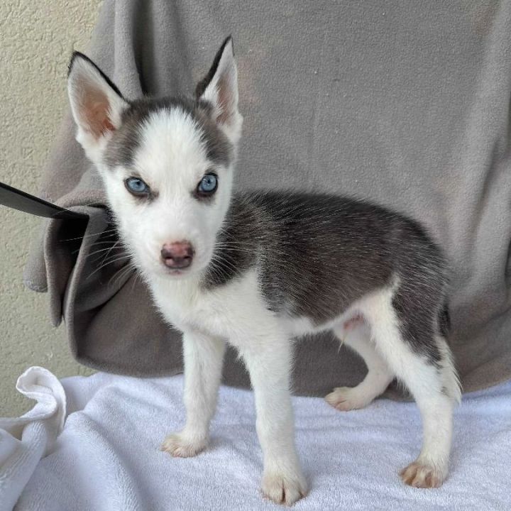 Kalik, an adopted Husky in Carencro, LA_image-3