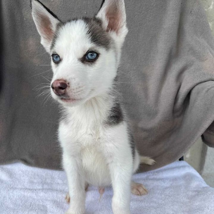 Kalik, an adopted Husky in Carencro, LA_image-5