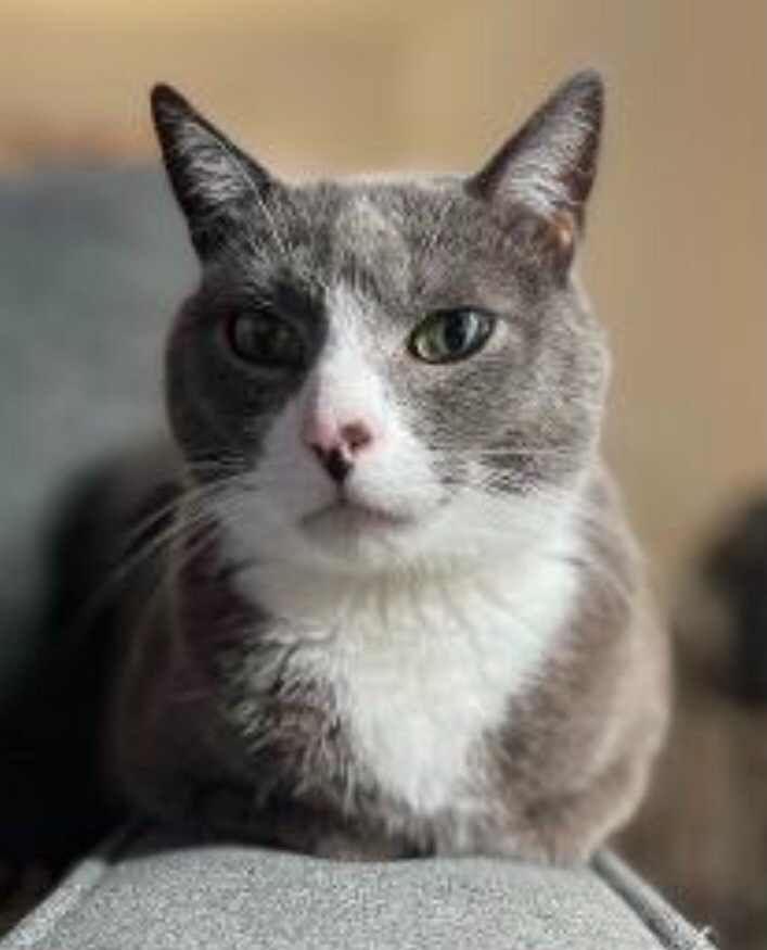 Patches (needs a FOSTER!), an adoptable Domestic Short Hair in Los Angeles, CA_image-1