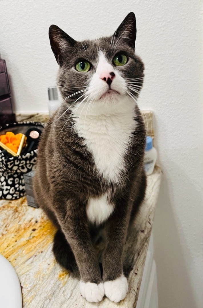 Patches (needs a FOSTER!), an adoptable Domestic Short Hair in Los Angeles, CA_image-4