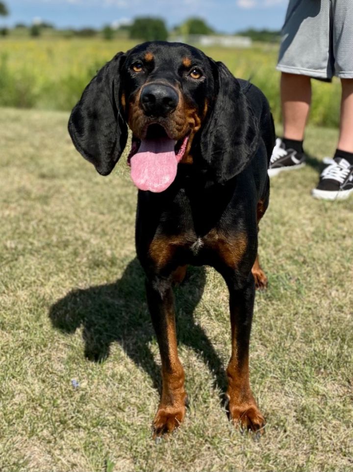 Kipp, an adoptable Coonhound & Hound Mix in Oswego, IL_image-3