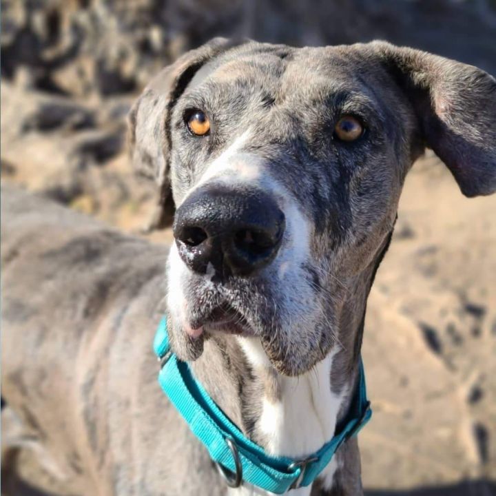 Great dane for store adoption near me