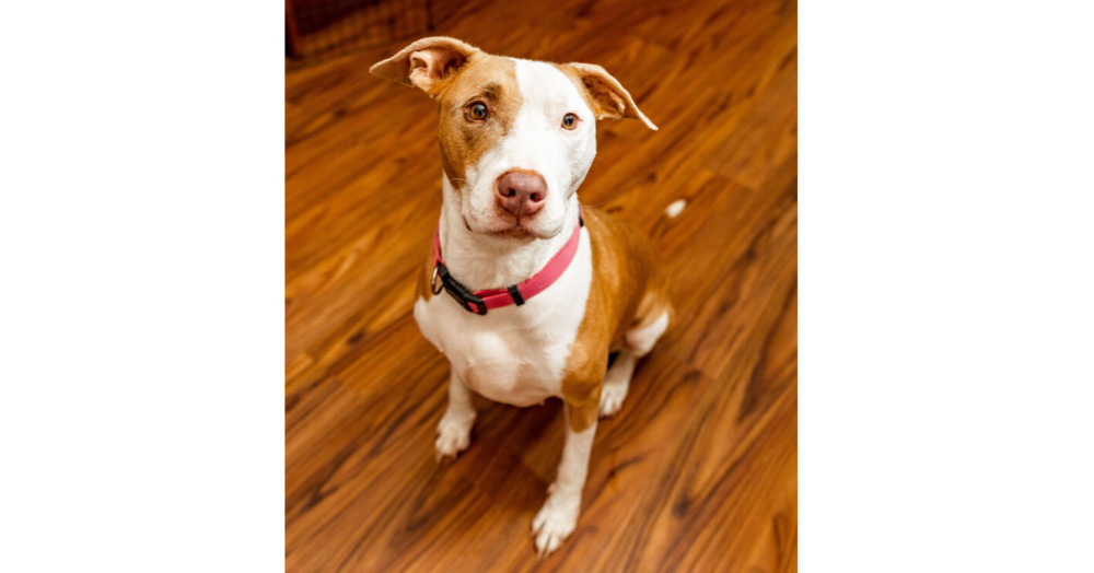 Buttercup, an adoptable American Staffordshire Terrier in Sebring, FL, 33870 | Photo Image 1