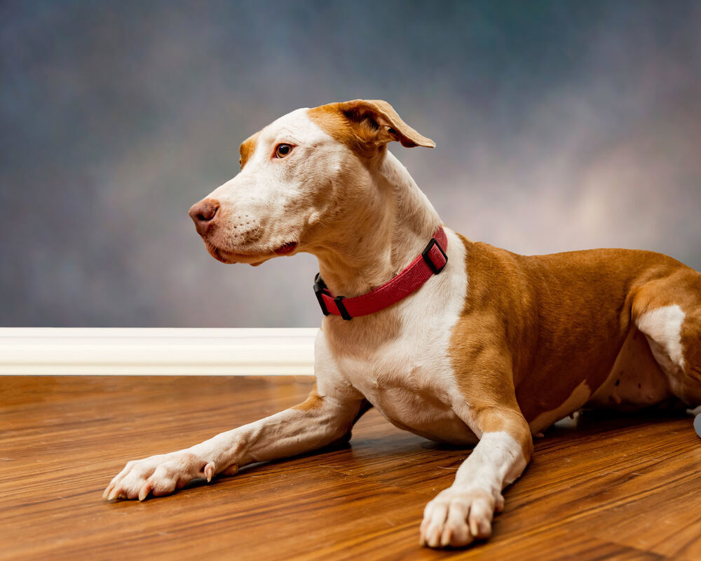 Buttercup, an adoptable American Staffordshire Terrier in Sebring, FL, 33870 | Photo Image 2