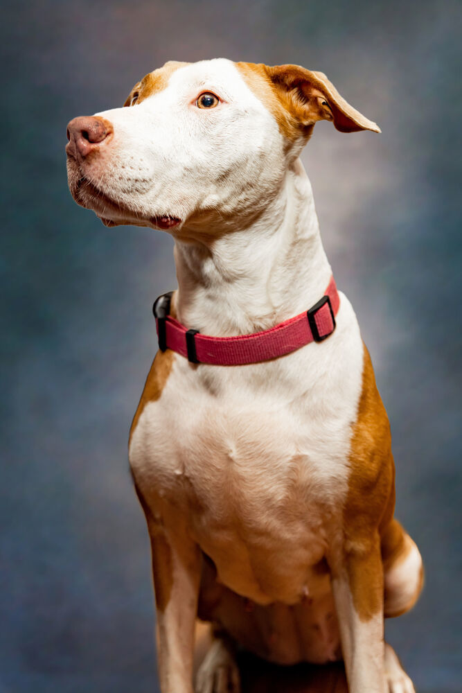 Buttercup, an adoptable American Staffordshire Terrier in Sebring, FL, 33870 | Photo Image 3