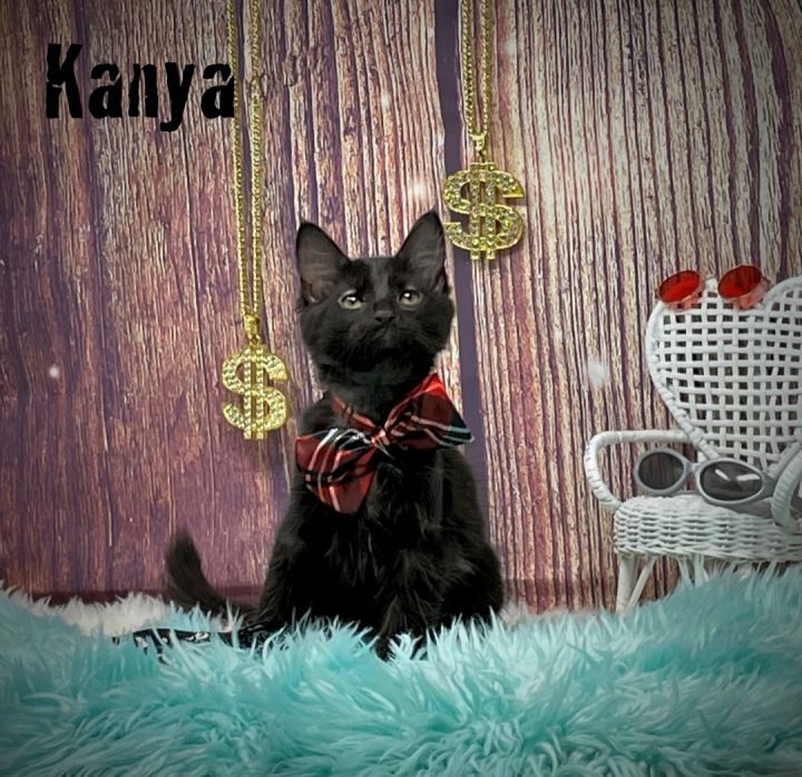 Kanya, an adoptable Domestic Long Hair in Sevierville, TN_image-1