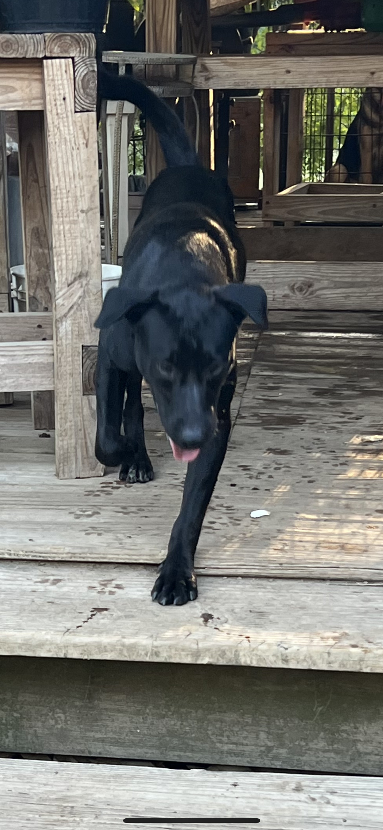 Venti, an adoptable Labrador Retriever in The Woodlands, TX, 77393 | Photo Image 1