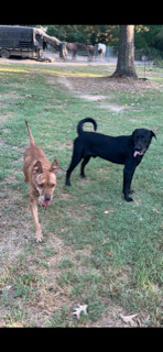 Venti, an adoptable Labrador Retriever in The Woodlands, TX, 77393 | Photo Image 2