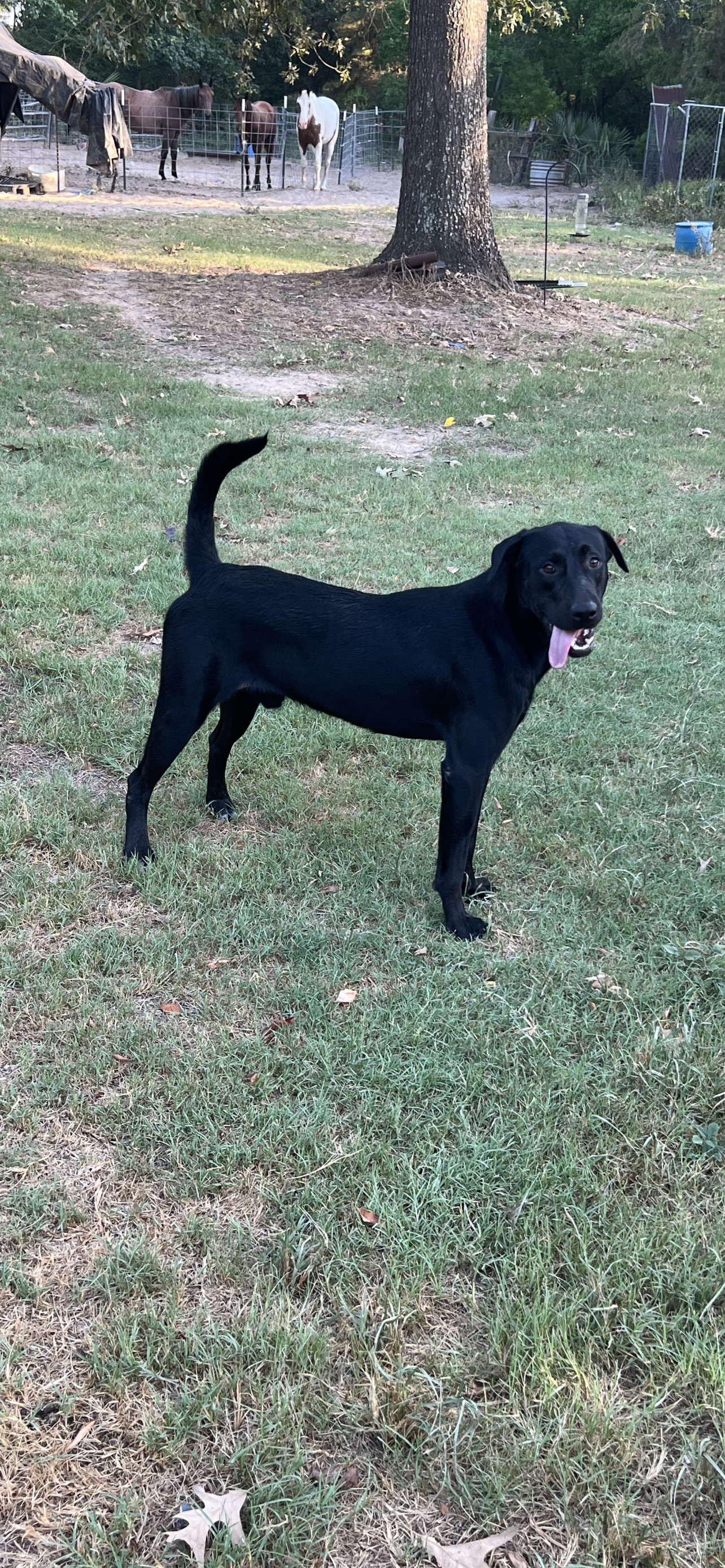 Venti, an adoptable Labrador Retriever in The Woodlands, TX, 77393 | Photo Image 3