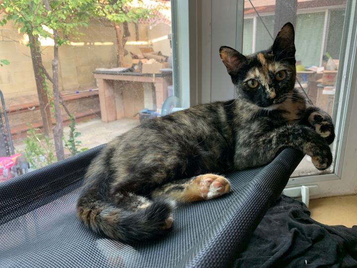 Annie, an adoptable Domestic Short Hair & Tortoiseshell Mix in Los Angeles, CA_image-5