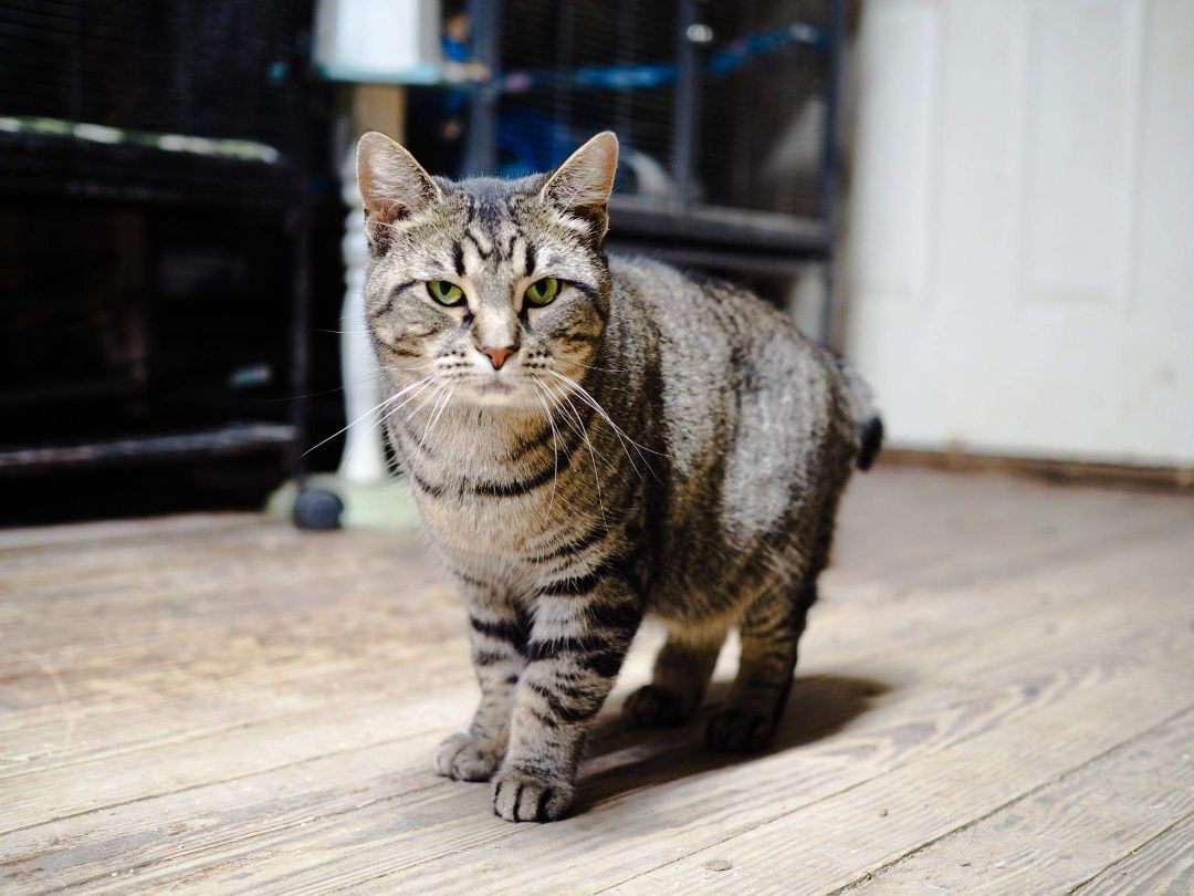Rajah, an adoptable Tiger, Tabby in Cosby, TN, 37722 | Photo Image 3