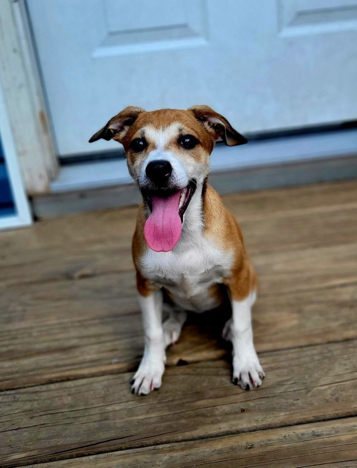 Basil (ADOPTED!), an adopted Jack Russell Terrier & Beagle Mix in Chicago, IL_image-2