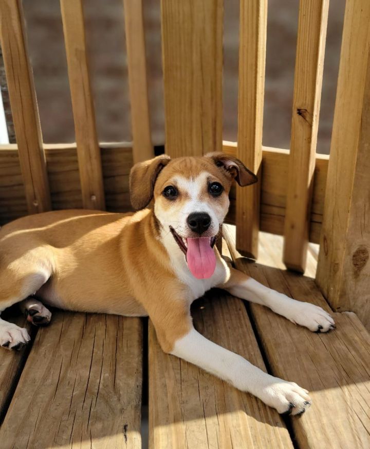 Basil (ADOPTED!), an adopted Jack Russell Terrier & Beagle Mix in Chicago, IL_image-3