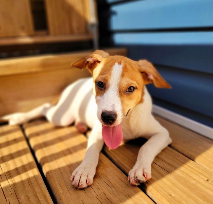 Berkley (ADOPTED!), an adopted Jack Russell Terrier & Beagle Mix in Chicago, IL_image-2