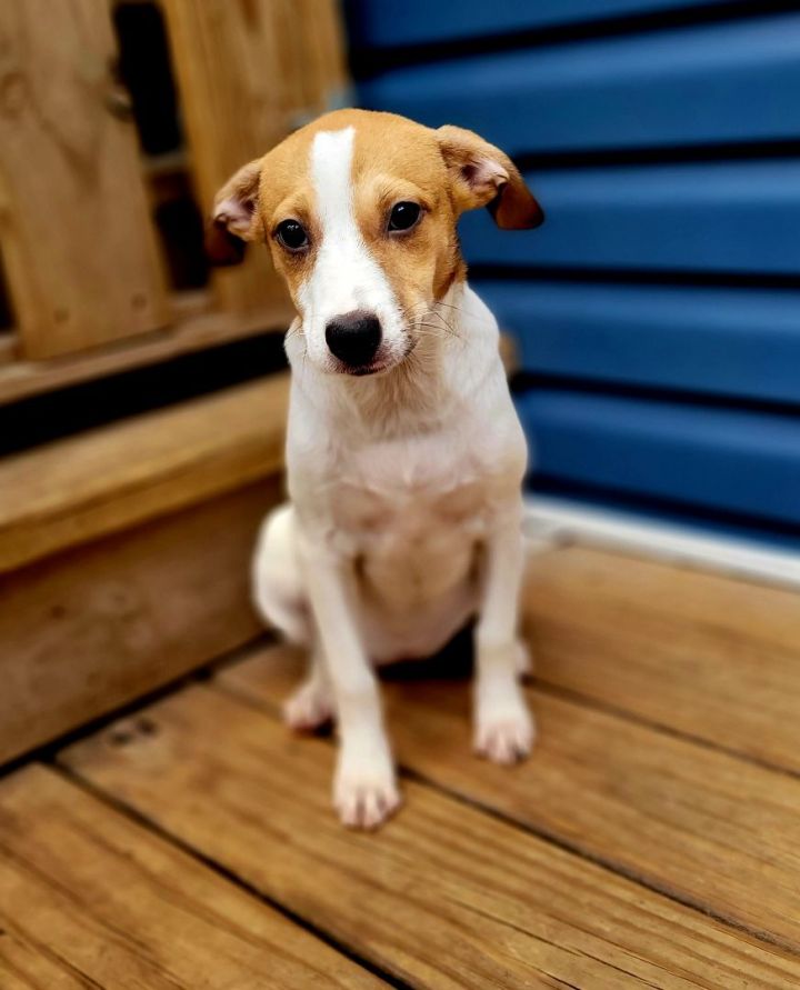 Berkley (ADOPTED!), an adopted Jack Russell Terrier & Beagle Mix in Chicago, IL_image-1
