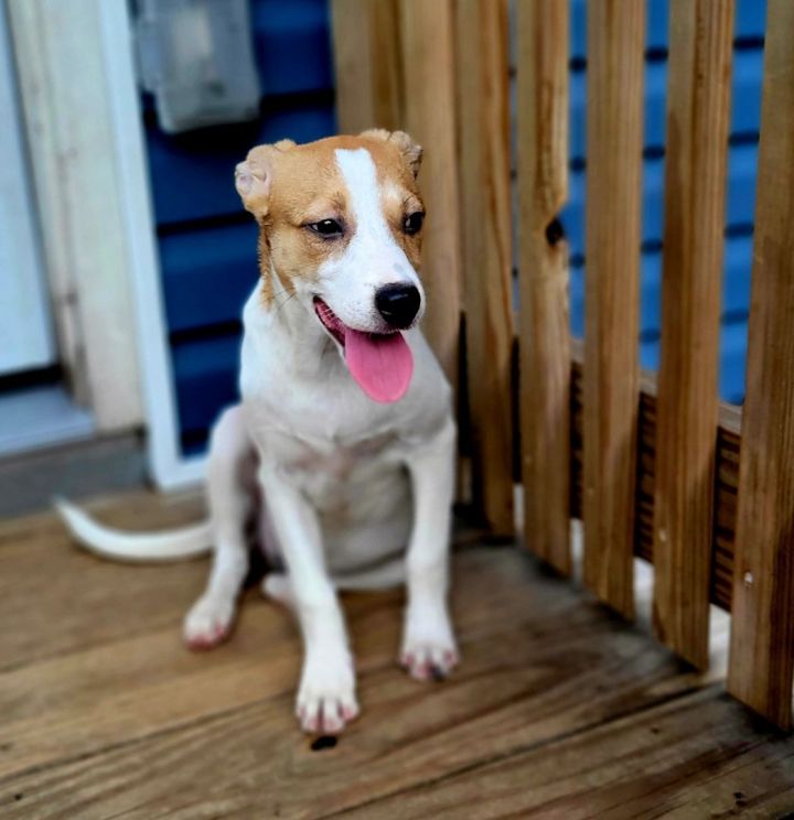 Berkley (ADOPTED!), an adopted Jack Russell Terrier & Beagle Mix in Chicago, IL_image-3