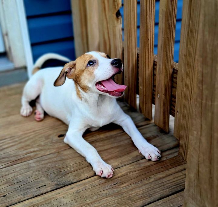 Berkley (PENDING!), an adoptable Jack Russell Terrier & Beagle Mix in Chicago, IL_image-4