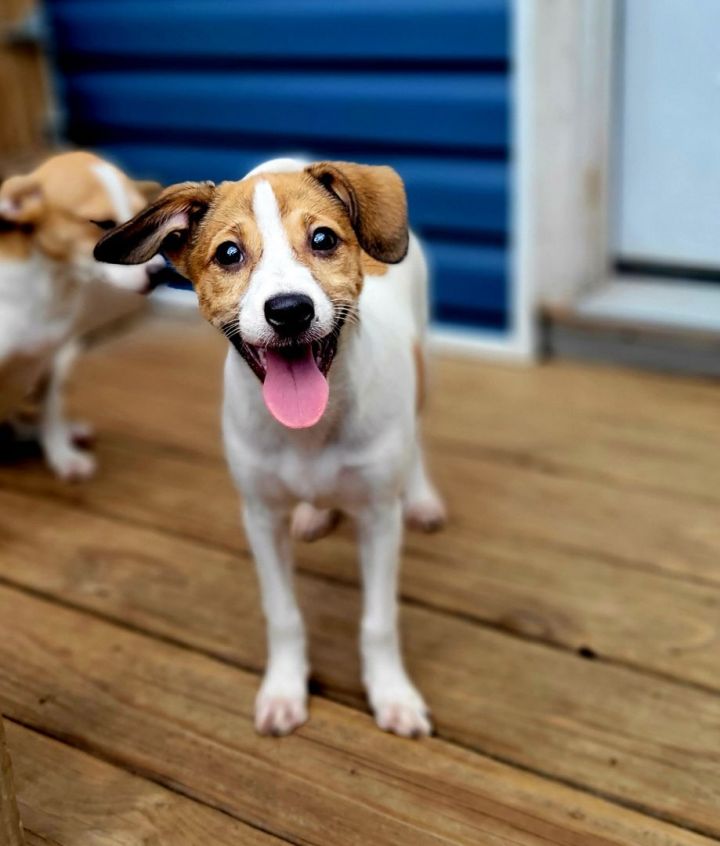 Beatrix (PENDING!), an adoptable Jack Russell Terrier & Beagle Mix in Chicago, IL_image-1