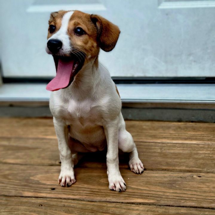 Beatrix (PENDING!), an adoptable Jack Russell Terrier & Beagle Mix in Chicago, IL_image-3