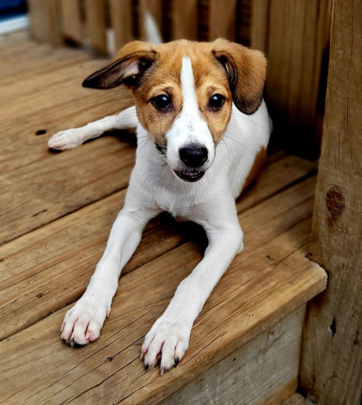 Beatrix (ADOPTED!), an adopted Jack Russell Terrier & Beagle Mix in Chicago, IL_image-4